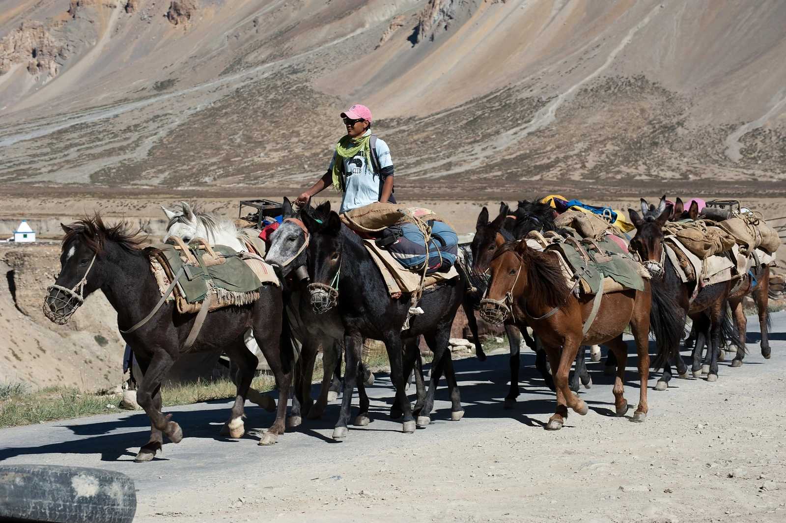 Un homme menant une caravane de mules et de chevaux chargés sur une route de montagne