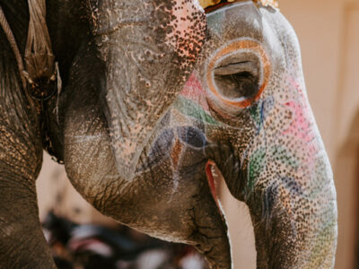india-elephant