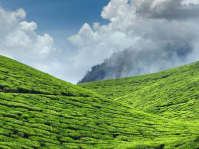tea plantation kerala